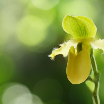 The species orchids is Paphiopedilum primulinum album on nature background, selective focus. Natural background with beautiful Paphiopedilum primulinum is a species of orchid endemic to Sumatra.