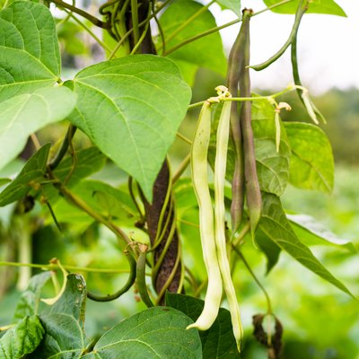 Unripe bean (Phaseolus vulgaris) pods
