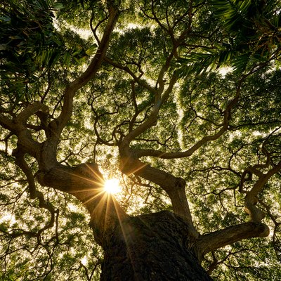 Banyan Tree Canopy Sunstar