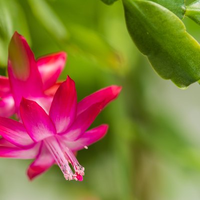Schlumbergera flowers, home plant