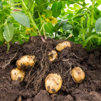 Close up of potatoes being lifted from soil