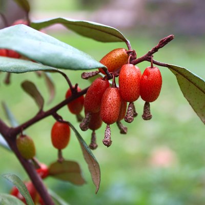 Fruits 'Elaeagnus pungens' close-up
