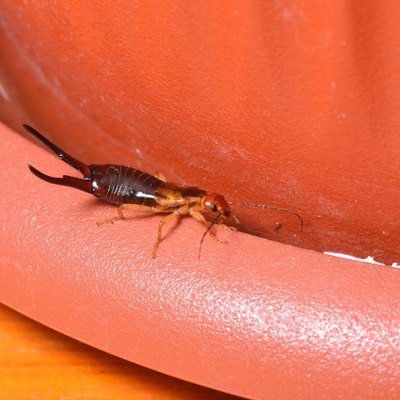 The insect earwig lived in a flower pot of the house