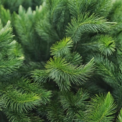 Close-Up Of Pine Tree