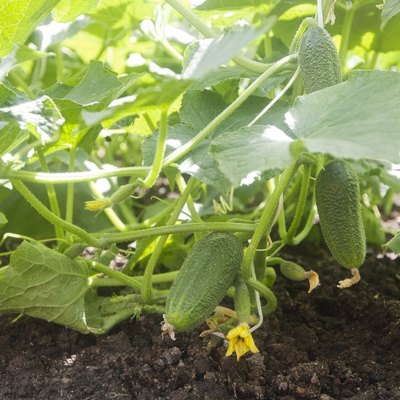 Cucumbers grow in the garden