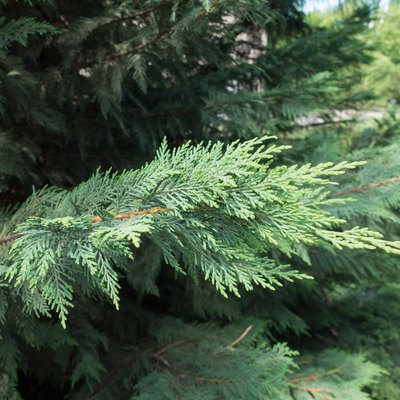 Close view of branch of Port Orford cedar