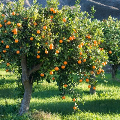 full tree of Oranges