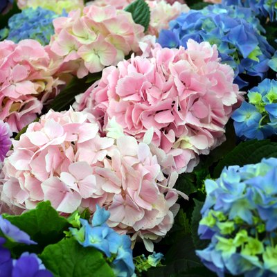 hydrangea plants in pink and blue
