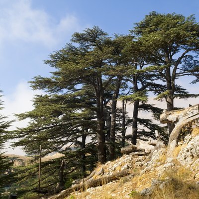 Cedar forest in Lebanon near Bcharre