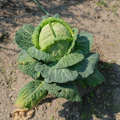 Kale Flower In A Vegetable Garden.