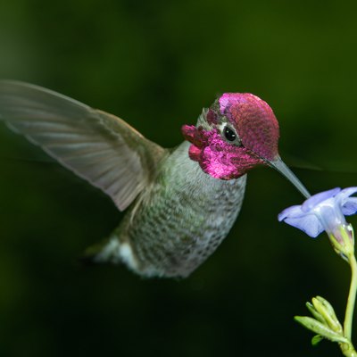 Male hummingbird visits blue flower