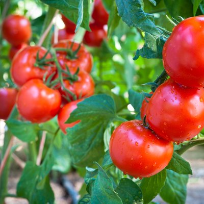 Growing  tomatoes