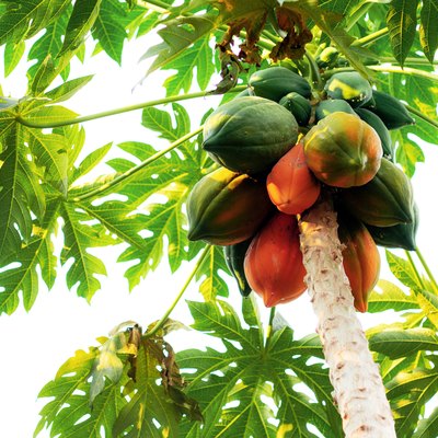 Papaya is ripe on tree.