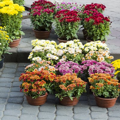 Different Chrysanthemums flowers in pot sale