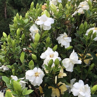 White gardenia flowers