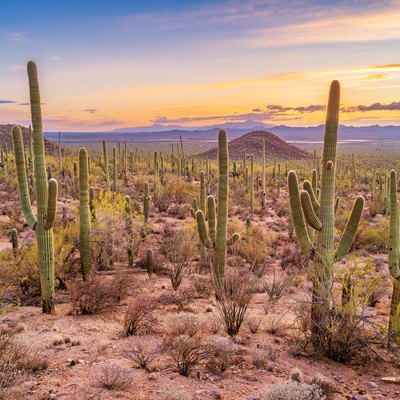 Saguaro cactus forest in Saguaro National Park Arizona
