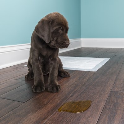 A Chocolate Labrador puppy grimacing next to pee on wood floor - 8 weeks old