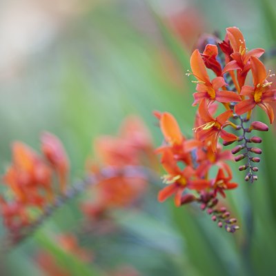 Close-up image of the vibrant red, summer flowering Crocosmia (montbretia) Lucifer