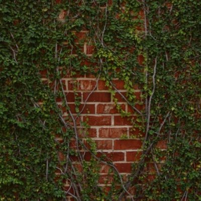 brick wall with vines