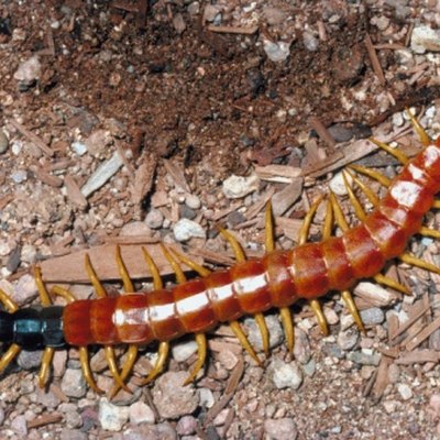 Centipede on gravel.
