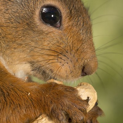 Squirrel eating peanut, Bispgarden, Jamtland, Sweden