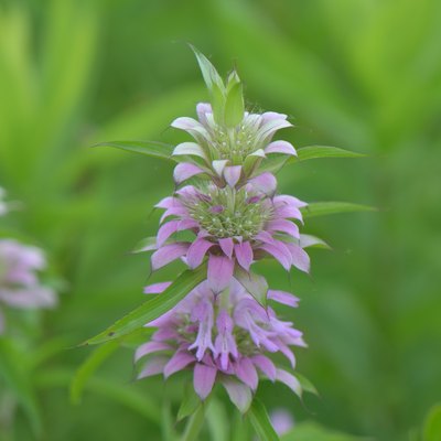 Lemon Bee Balm (monarda citriodora) In Bloom