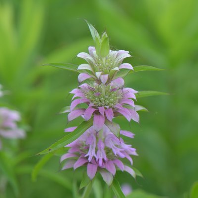 Lemon Bee Balm (monarda citriodora)  In Bloom