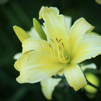 Close-Up Of Day Lily Blooming Outdoors