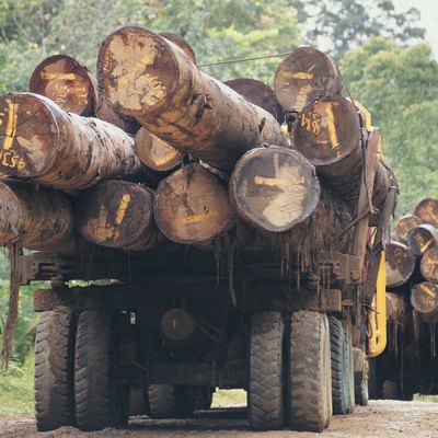 Lorries carrying logs on Sabahs main logging track close to the Kalimantan border,Borneo