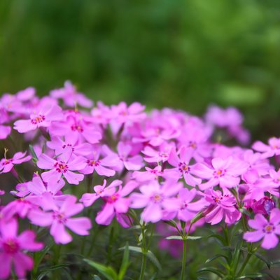 Flowering verbena in the spring garden, pattern with small pink flowers, pink verbena on a blurred background, blank for the designer, botanical garden, postcard on the holiday