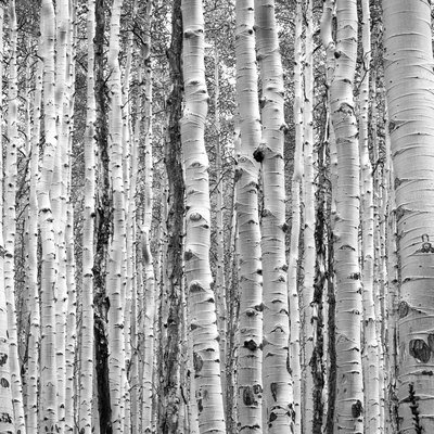 Black and white aspen trees make a natural background texture pattern in Colorado forest