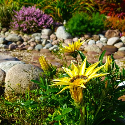 Landscaping with plants, flowers and dry stream/ creek bed in garden on sunny day