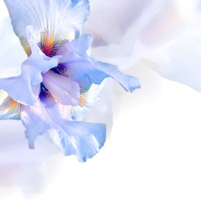 White iris.