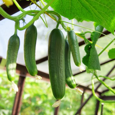 Cucumbers in greenhouse. Growing cucumbers.