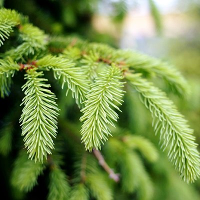 Close-Up Of Spruce Tree Branch