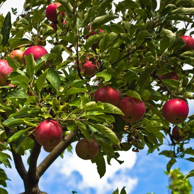 Closeup of a red apples on a tree at orchard