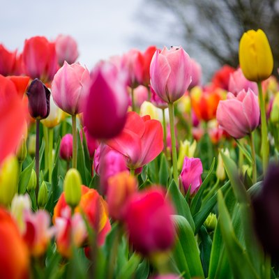 Assorted tulips in all colors, large picture