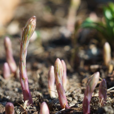 Young asparagus sprouts in the garden