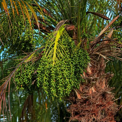 Green bunch of pygmy date palm