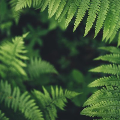 Fern Leaves In The Forest