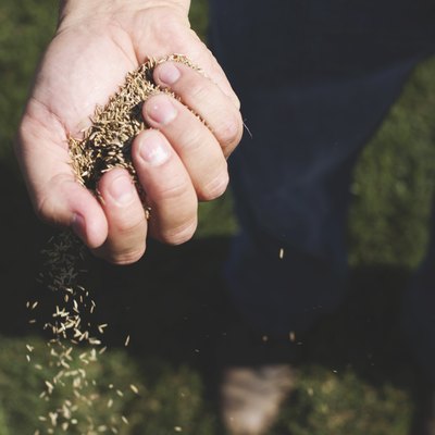 grass seed