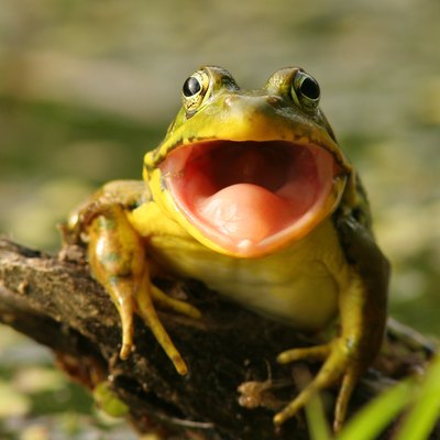 Green Frog (Rana clamitans) with Mouth Open, Pinery Provincial Park