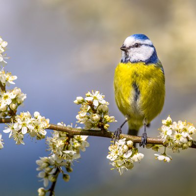Blue tit in Hawthorn blossom