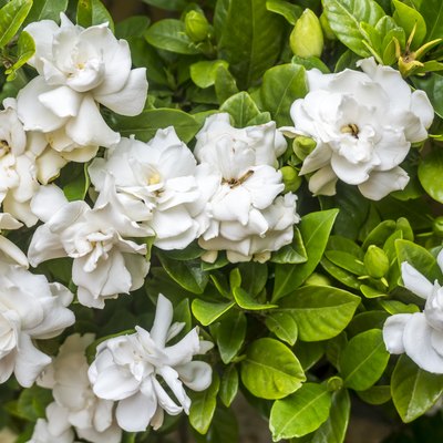 White gardenias