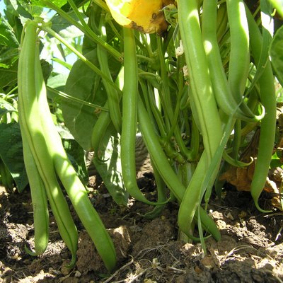 Sticks of ripe fresh French beans in the ground