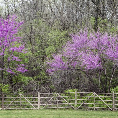 Redbud Trees and Fence