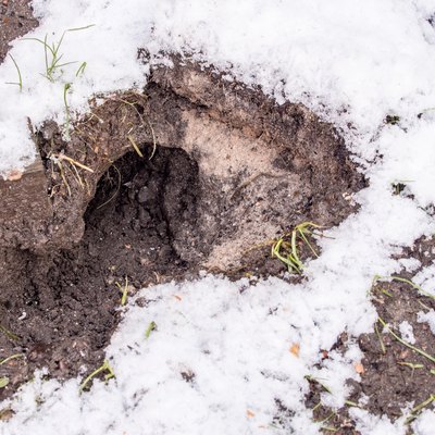 Rat hole in garden snow,