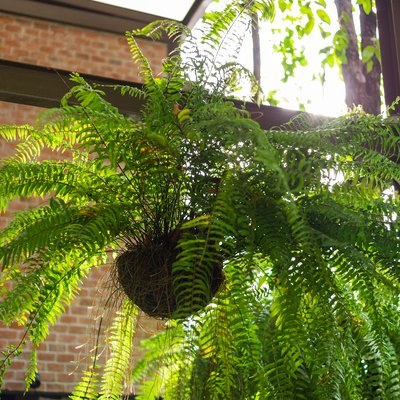 Giant Boston fern in hanging pot.