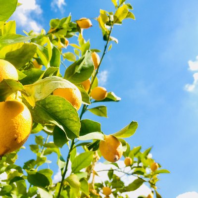 Low Angle View Of Lemons Growing On Tree Against Sky