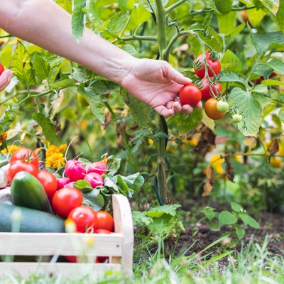 Female hands picking fresh tomatoes to wooden crate with vegetables.